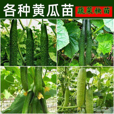 荷兰水果黄瓜苗秧苗朝天椒螺丝椒种孑苦瓜籽子普罗旺斯苗番茄苗秧