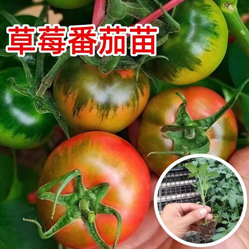铁皮草莓柿子番茄秧苗大西红柿种籽四季春秋超甜水番茄苗秧种子孑