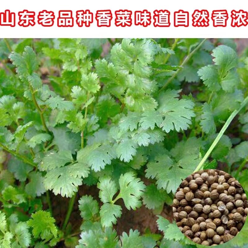 三天出速生香菜种籽意大利进口