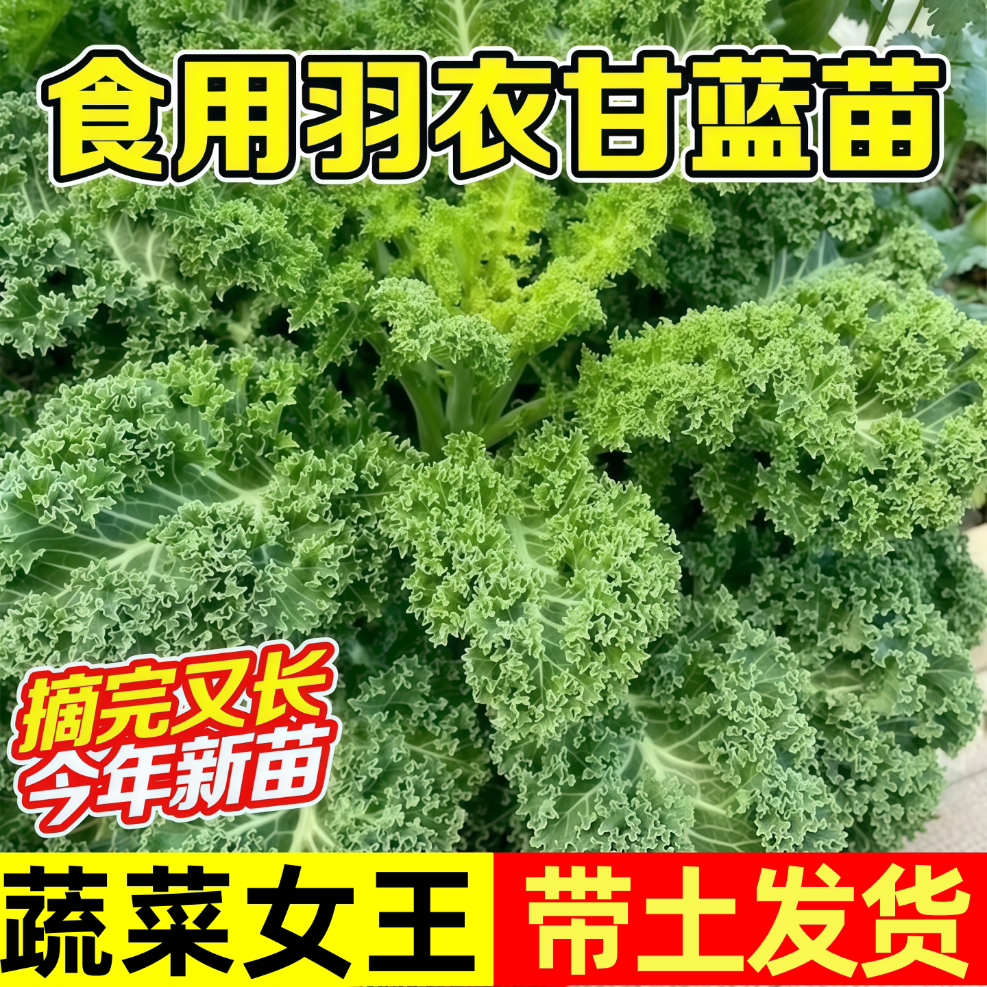 绿羽衣甘蓝苗绿紫羽衣粉羽衣甘蓝秧苗种籽四季蔬菜大苗可食用雨衣