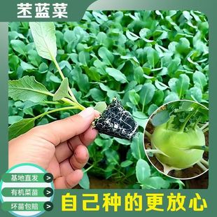 青苤兰苗秧苗青苤蓝春秋水果绿苤兰球茎甘蓝蔬菜苗秧苗花菜苗芥兰