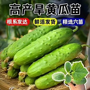 高产旱黄瓜种子苗籽种青瓜四季水果秧蔬菜种籽老孑子秋小秧苗大全