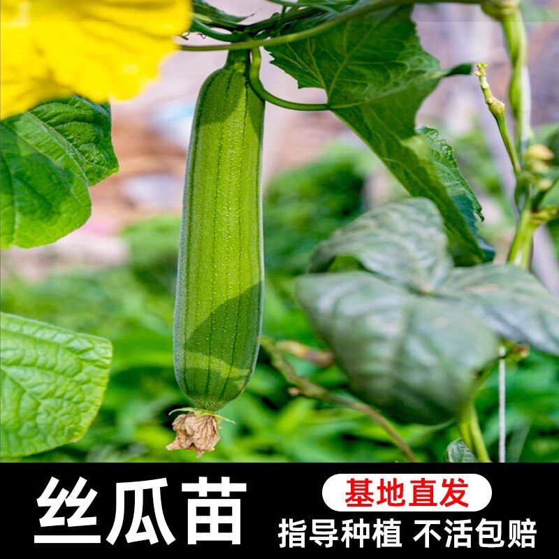 高产长丝瓜苗子秧苗孑子菜苗幼苗蔬菜白四季苗秧盆栽带土老品种秧