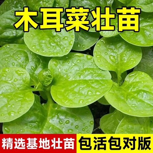 木耳菜苗四季大叶高产包活