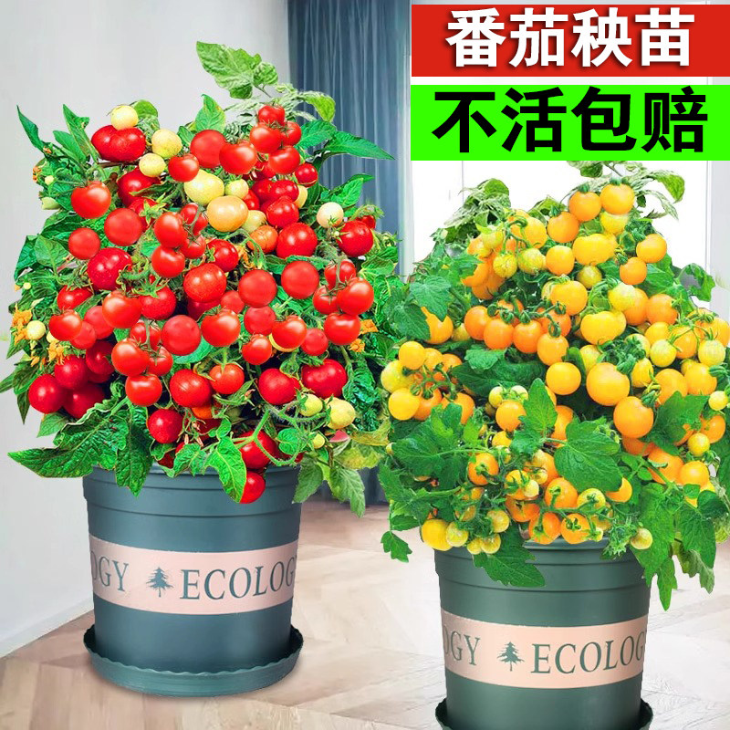 矮生盆栽番茄种子室内四季阳台种植西红柿樱桃圣女果苗水果小番茄
