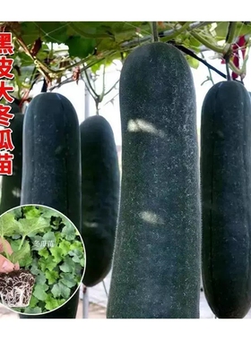 特高产黑皮大冬瓜苗秧带土球铁心大冬瓜种子籽地爬吊蔓四季蔬菜苗