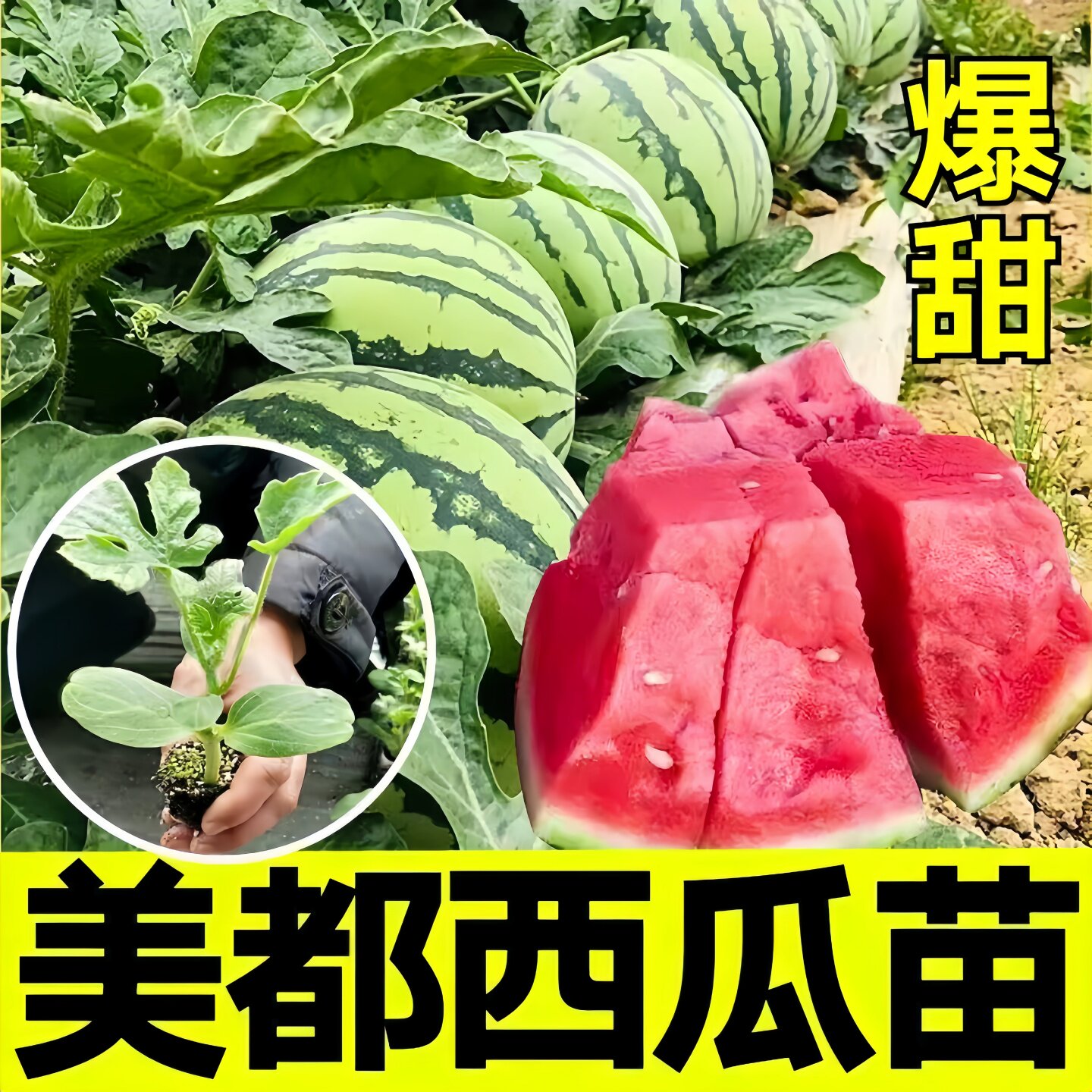 美都西瓜苗带土非转基因西瓜苗秧特大早熟8424麒麟西瓜苗高产好活