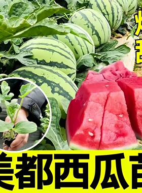 美都西瓜苗带土非转基因西瓜苗秧特大早熟8424麒麟西瓜苗高产好活