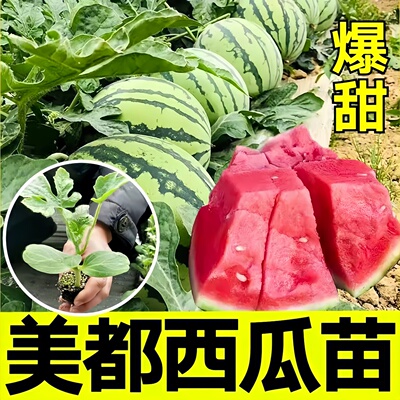 美都西瓜苗带土非转基因早熟高产
