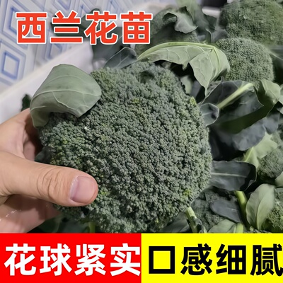 西兰花苗花球紧实细腻盆栽