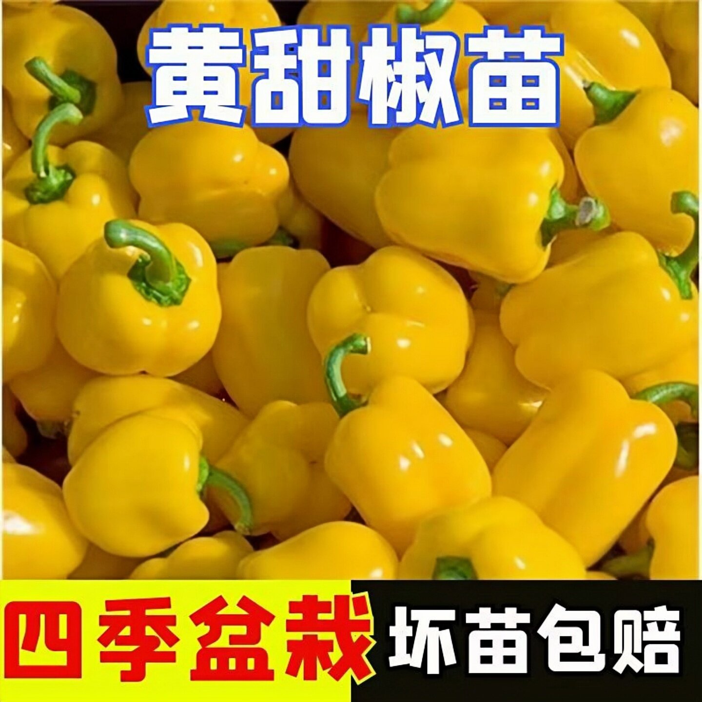 黄色彩椒苗子黄甜椒灯笼椒方椒辣椒苗阳台盆栽四季种植高产蔬菜秧