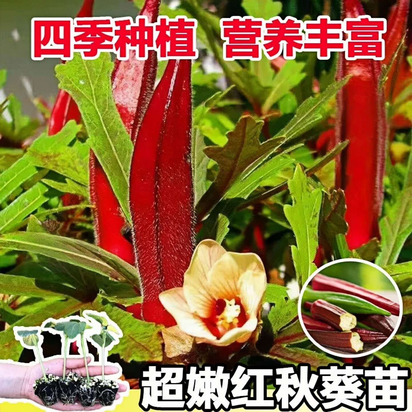 红黄秋葵苗四季蔬菜种子水果黄瓜苗盆栽菜盆水果秋葵室内阳台秧苗