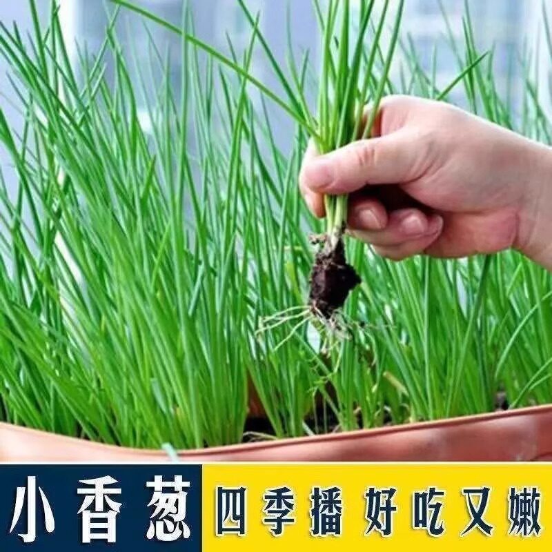 四季小香葱种子耐寒耐热速生型