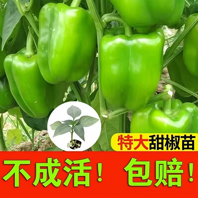 高产圆椒青椒太空椒种子