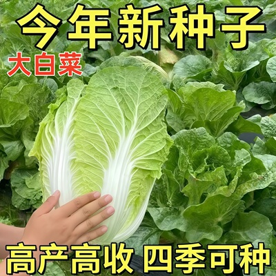 大白菜种子高产高收四季可种新种子适合新手小白盆栽蔬菜种苗