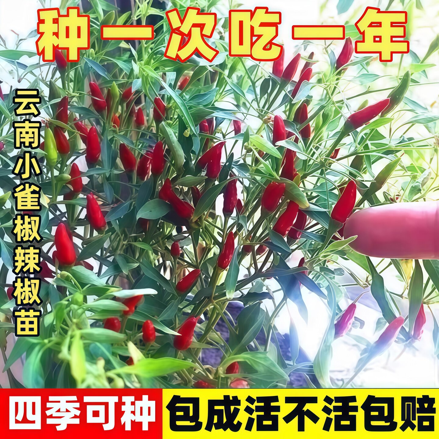 云南小雀椒辣椒苗秧苗巨辣特辣爆辣超辣指天椒苗泡椒专用辣椒种苗