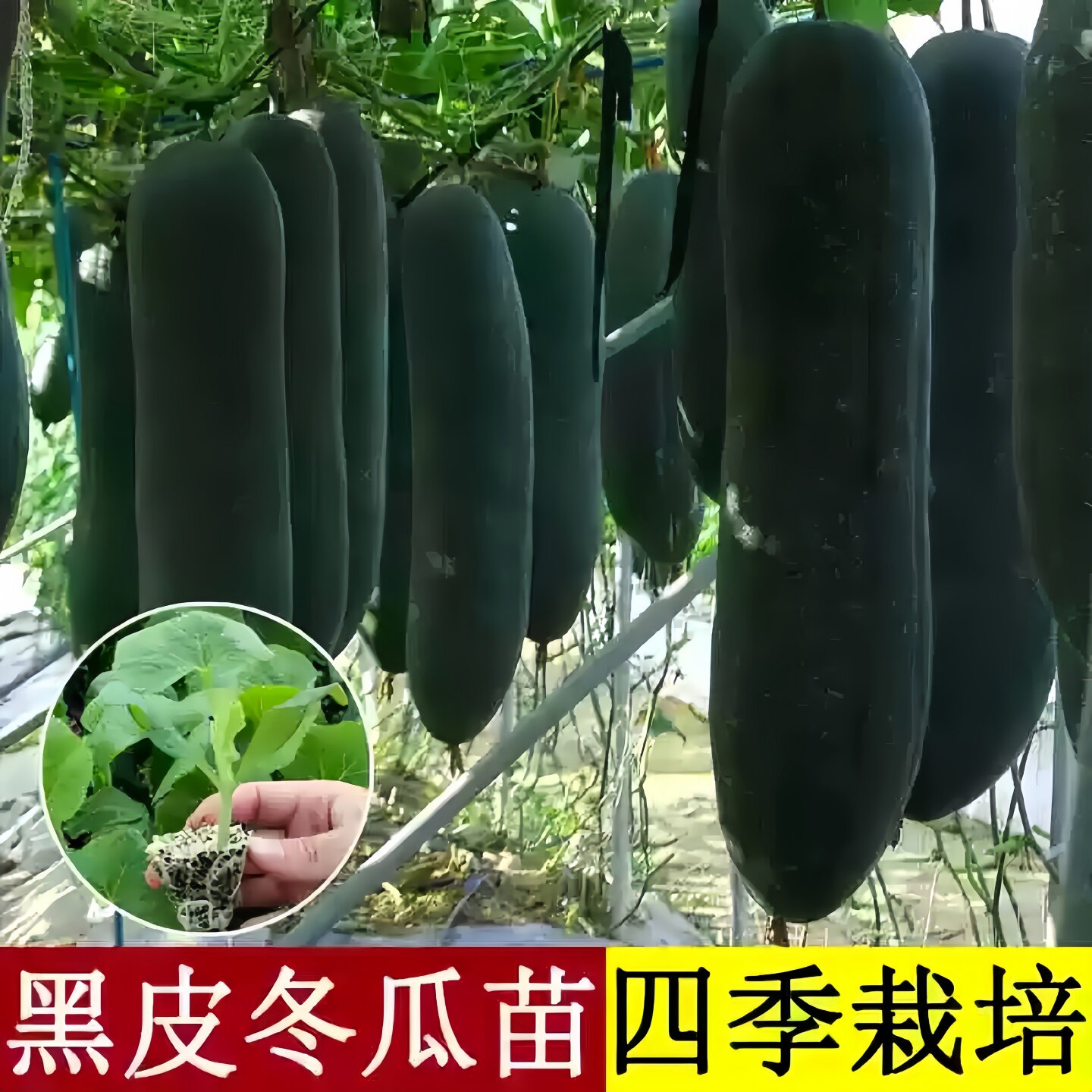 老品种黑皮大冬瓜秧苗东瓜绿春小冬瓜蔬菜白瓜苗青皮毛节瓜苗毛瓜