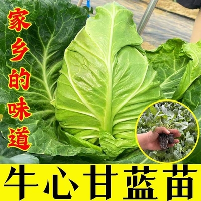 牛心甘蓝秧苗尖包菜苗