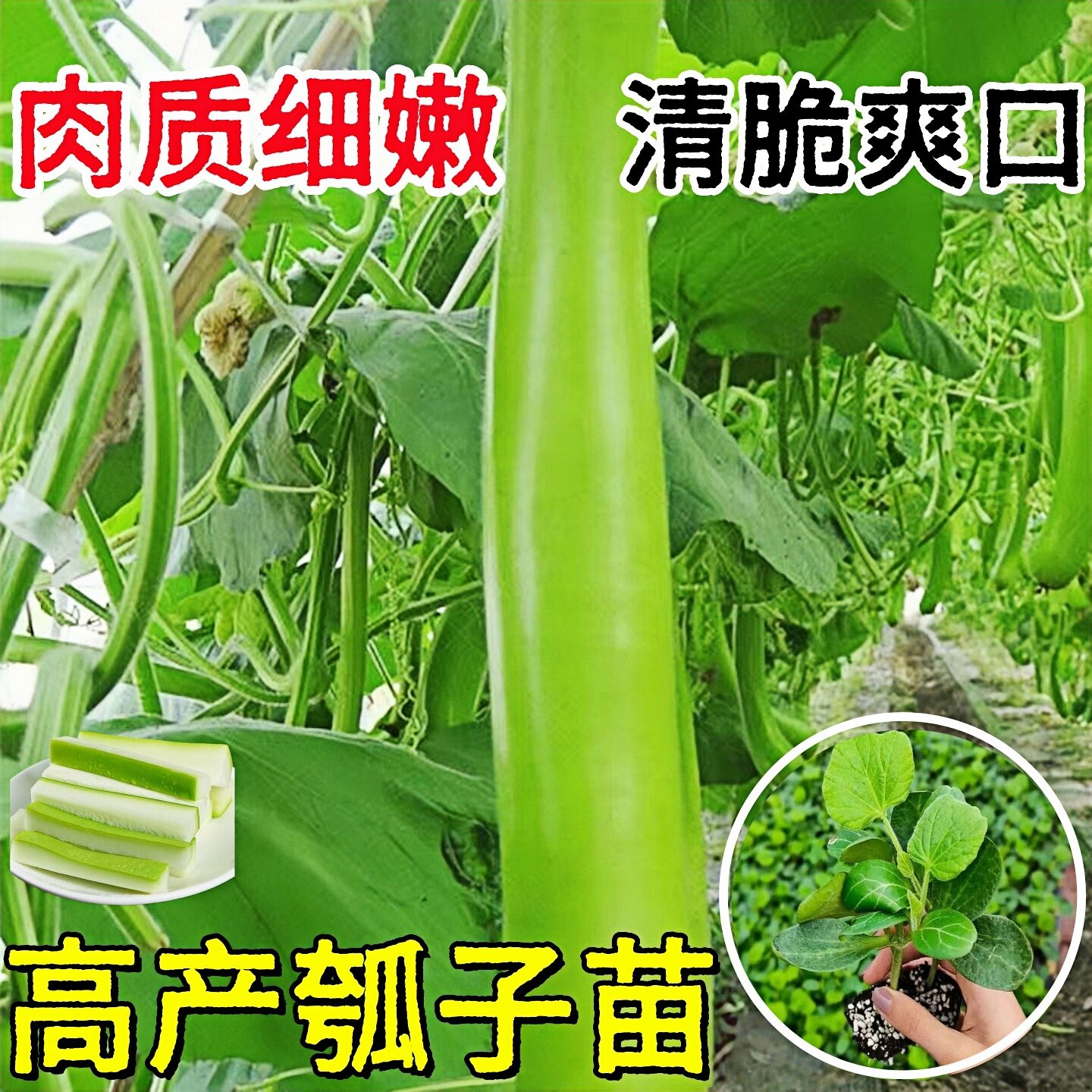 早熟长瓠瓜秧苗春秋季葫芦瓜蒲瓜菜葫芦籽庭院爬藤菜种子蔬菜种孑