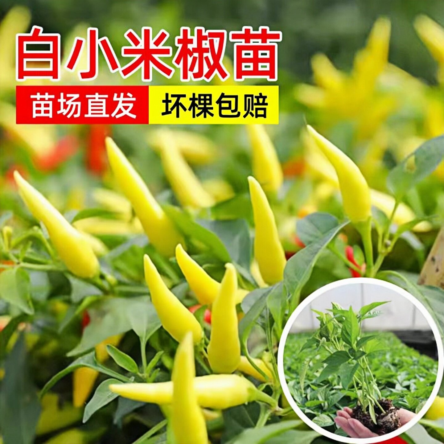 白小米辣椒苗特辣泡椒苗朝天椒小米椒野山椒苗四季阳台盆栽蔬菜苗