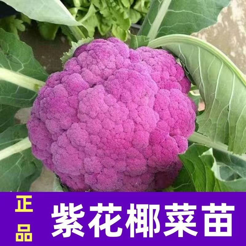 彩色花椰菜西兰花松花菜宝塔菜