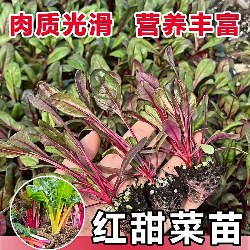 红叶甜菜苗秧苗四季高产多茬采收红梗甜菜补血菜金叶甜菜种子高甜