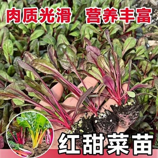 红叶甜菜苗秧苗四季高产多茬采收红梗甜菜补血菜金叶甜菜种子高甜