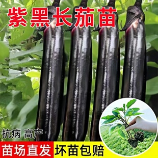 黑长茄子秧苗茄子苗带土秧苗黑茄子全黑春秋阳台盆栽庭露天院大田