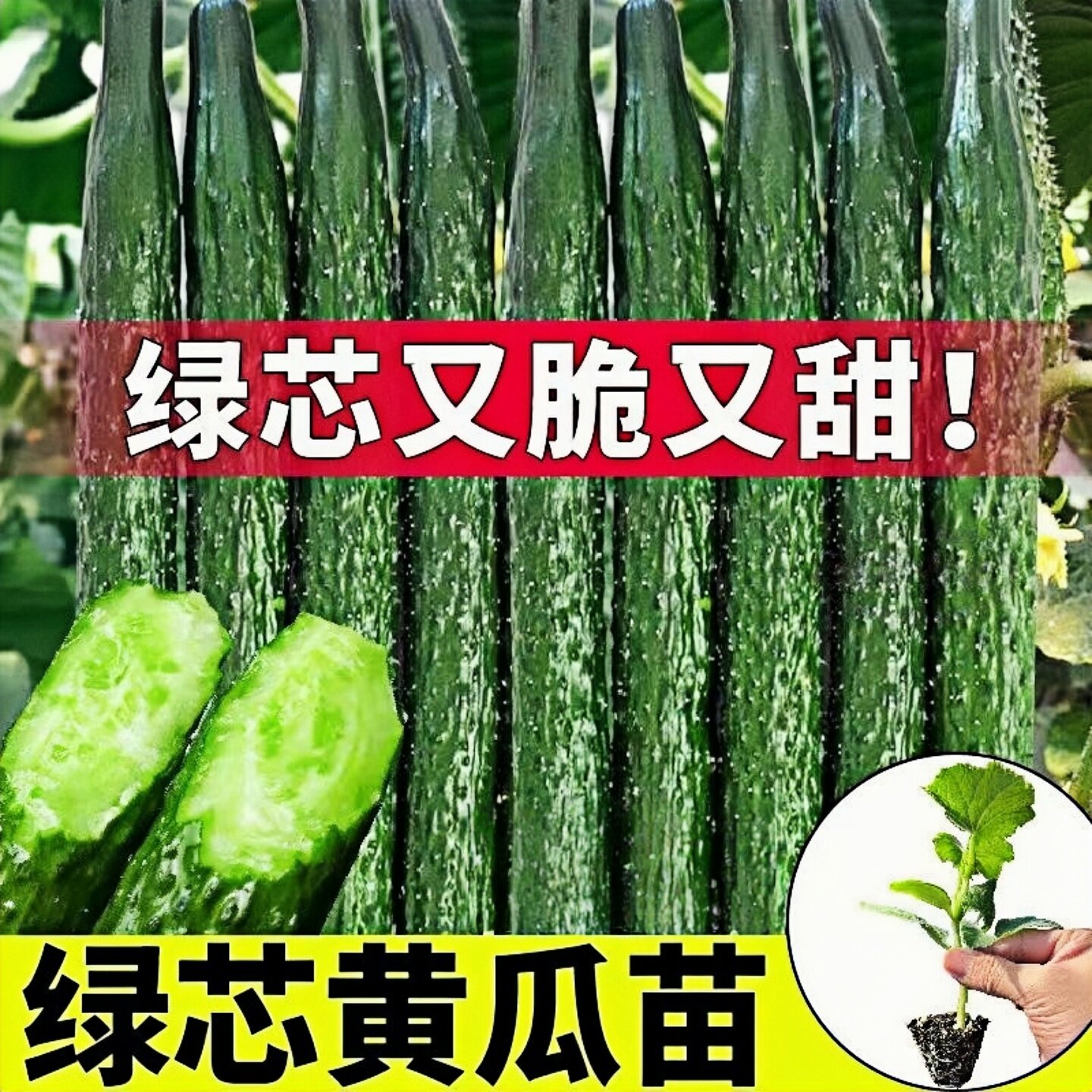 更甜绿心大黄瓜苗秧津研四号绿芯大黄瓜水果黄瓜种子四季盆栽高产