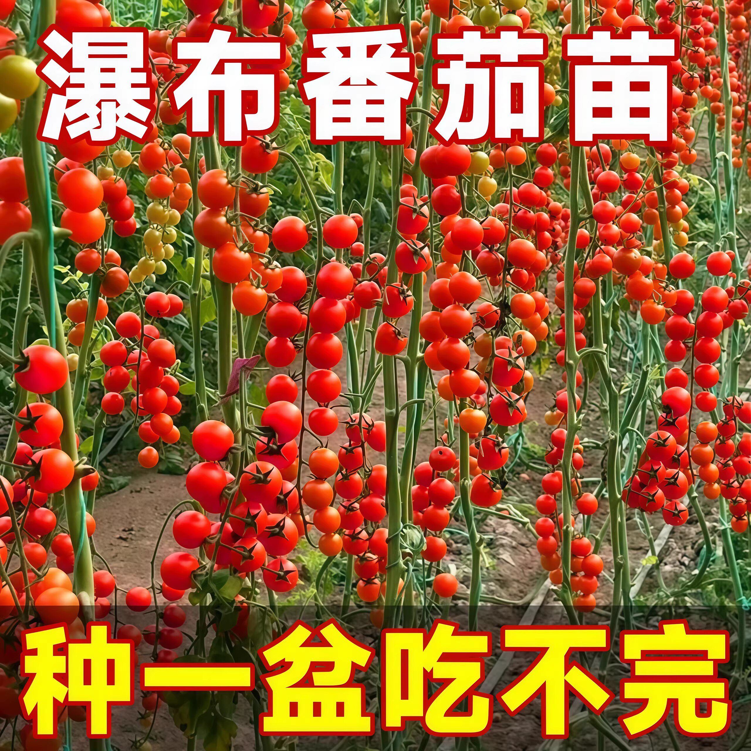 瀑布番茄苗盆栽矮生番茄苗秧阳台水果樱桃小番茄苗千禧果超甜蕃茄