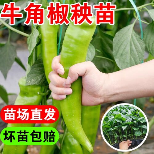 特大牛角椒种子大果羊角青椒秧尖椒辣椒种籽四季苗秧苗蔬菜孑高产