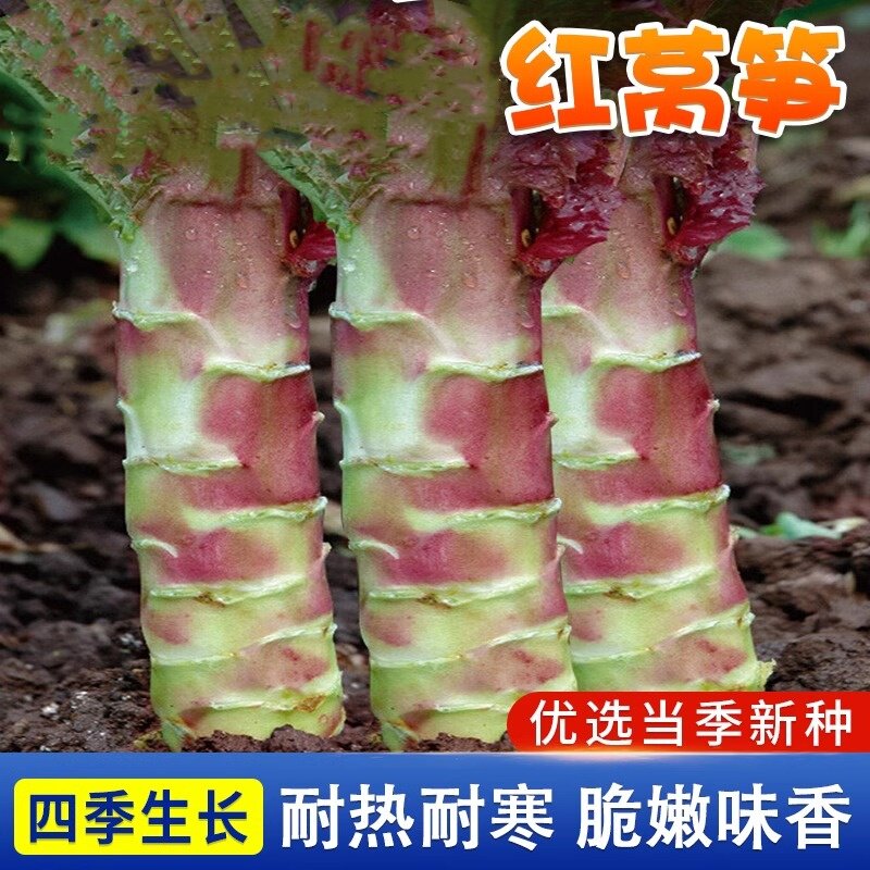 红皮莴苣苗香莴笋秧苗青笋种子莴苣菜种籽四季蔬菜苗大全阳台盆栽