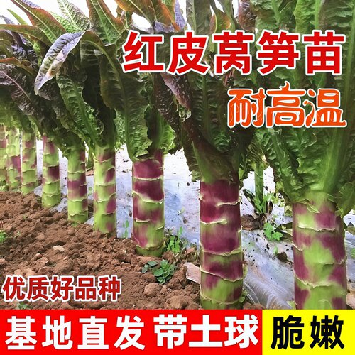 红皮莴笋种子红莴笋莴笋苗秋冬莴苣菜种籽四季春秋农家高产蔬菜