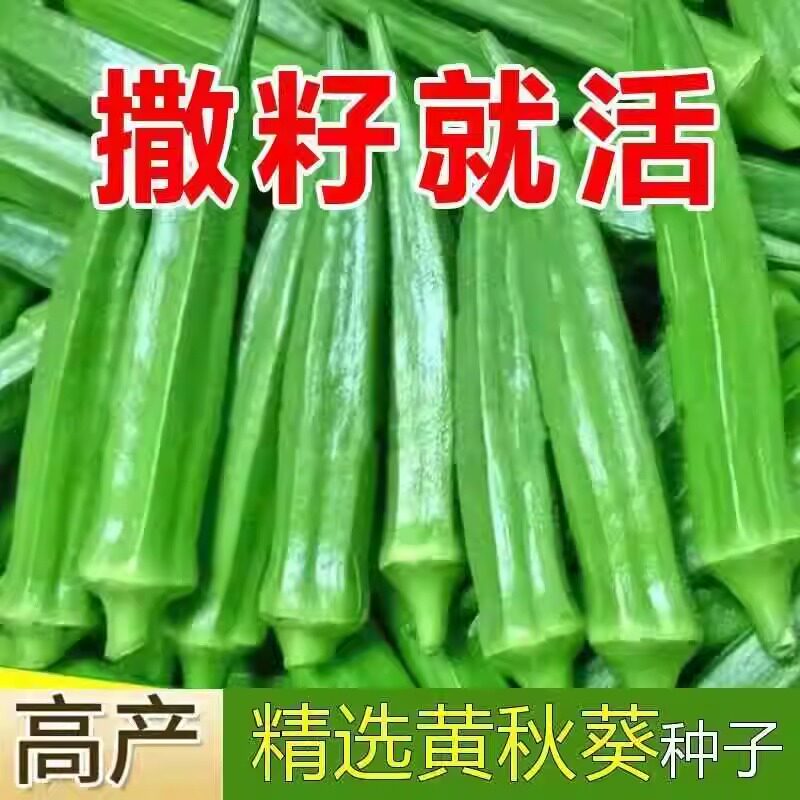水果色不易老好种的秋葵籽