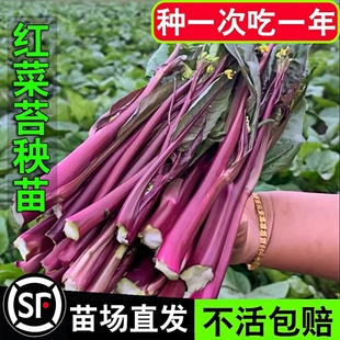 红菜苔秧苗菜苔苗带土紫芸白菜苔红油菜苔洪山菜苔湖北菜心蔬菜苗