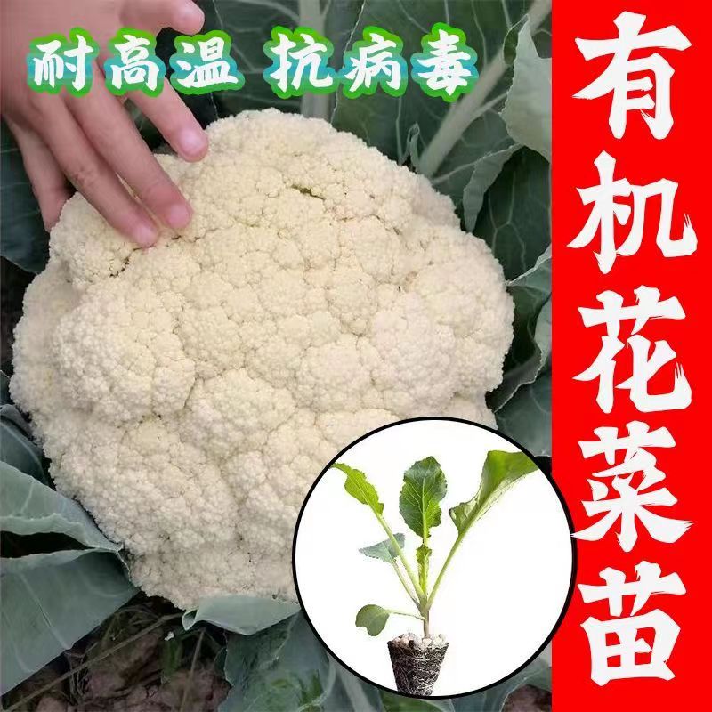 花菜秧苗西兰花苗蔬菜种子蔬菜种子大全四季菜花阳台高产图片