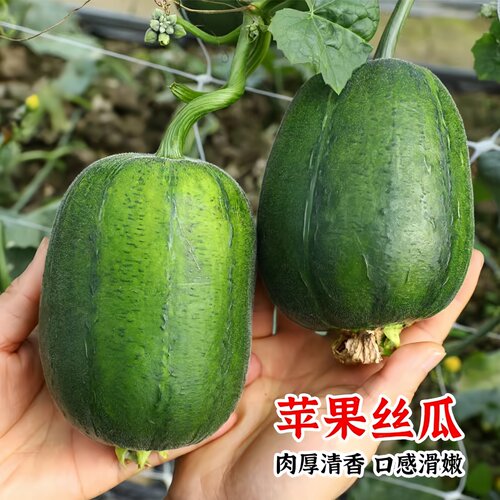 苹果丝瓜白香丝瓜种子阳台易种