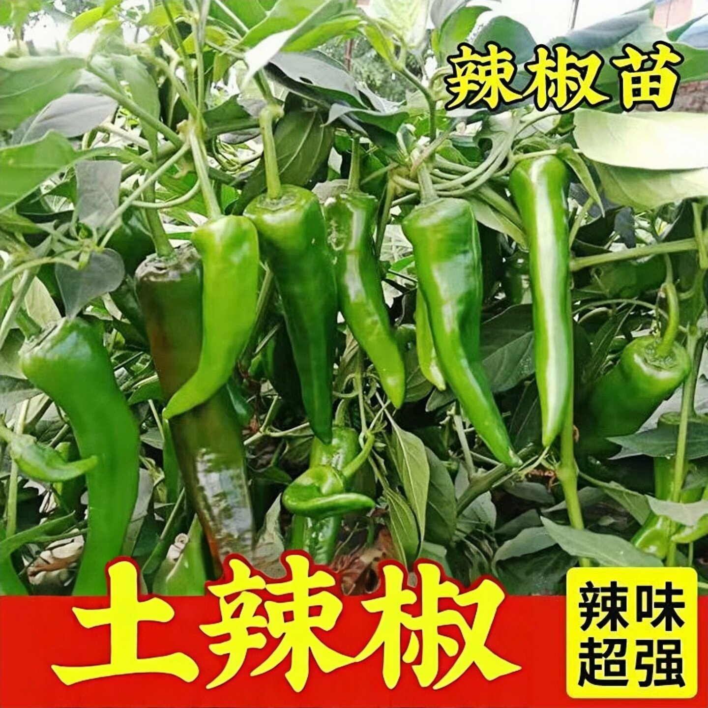 辣椒特辣种苗土辣椒青红两用高产薄皮辣椒苗阳台盆栽庭院四季种植