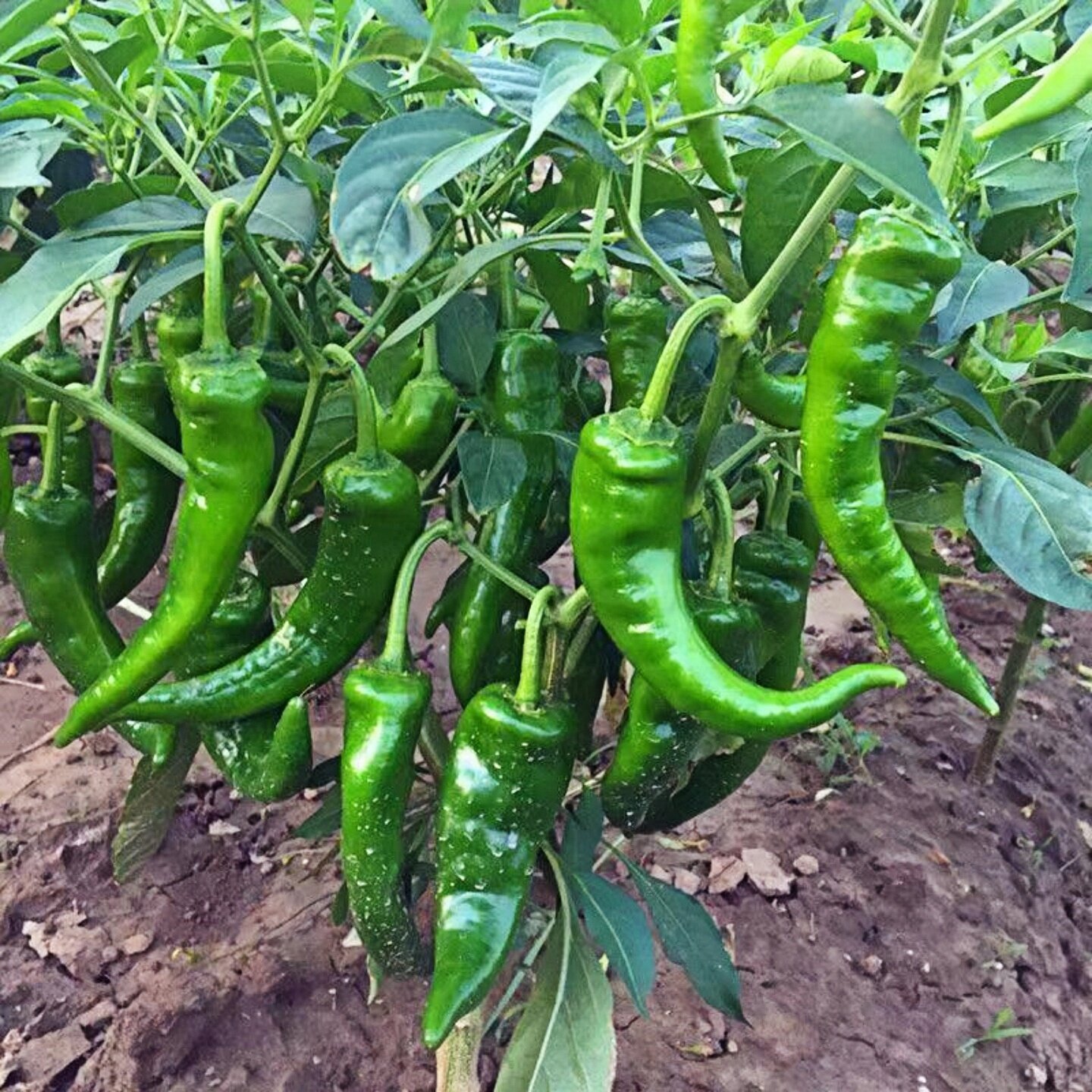 特辣农村土辣椒苗秧苗四季盆栽高产老品种薄皮农家樟树港辣椒种子