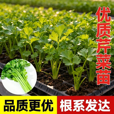 优质芹菜苗四季易种根系发达