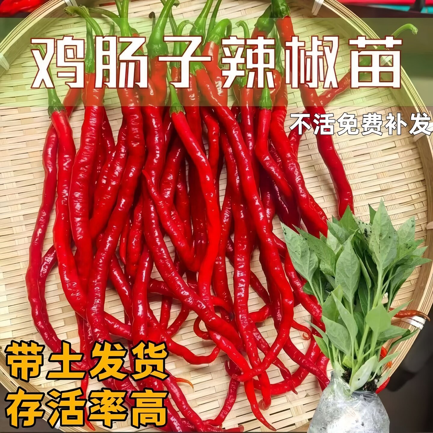 湖南辣椒苗鸡肠子辣椒苗秧带土球带根长线椒苗四季阳台盆栽蔬菜苗