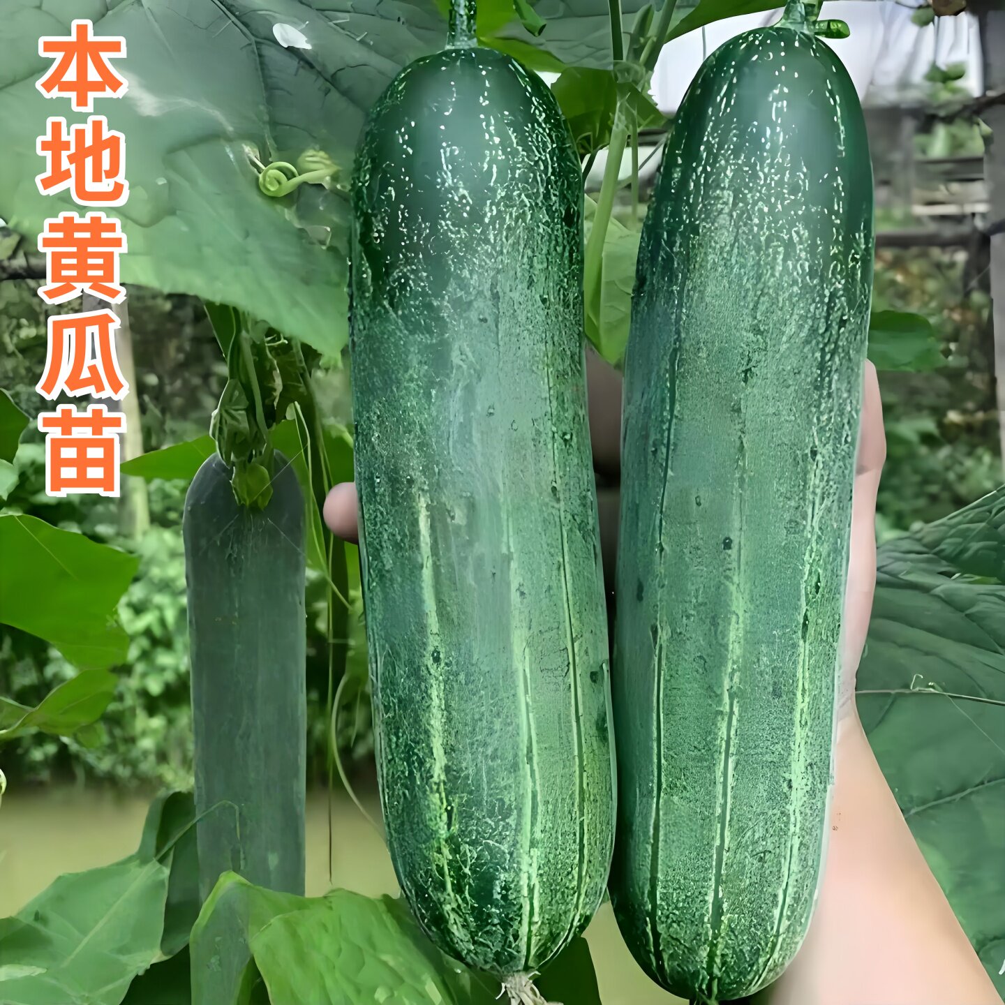 老品种黄瓜苗秧苗带土盆栽本地广东青瓜高产吊瓜苗水果四季特大号