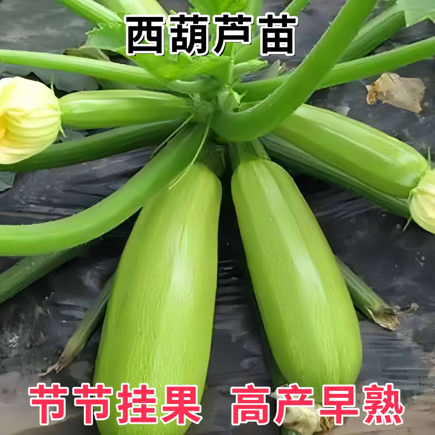 早熟西葫芦苗高产茭瓜苗种籽子四季春季西葫芦秧苗夏秋季蔬菜苗孑