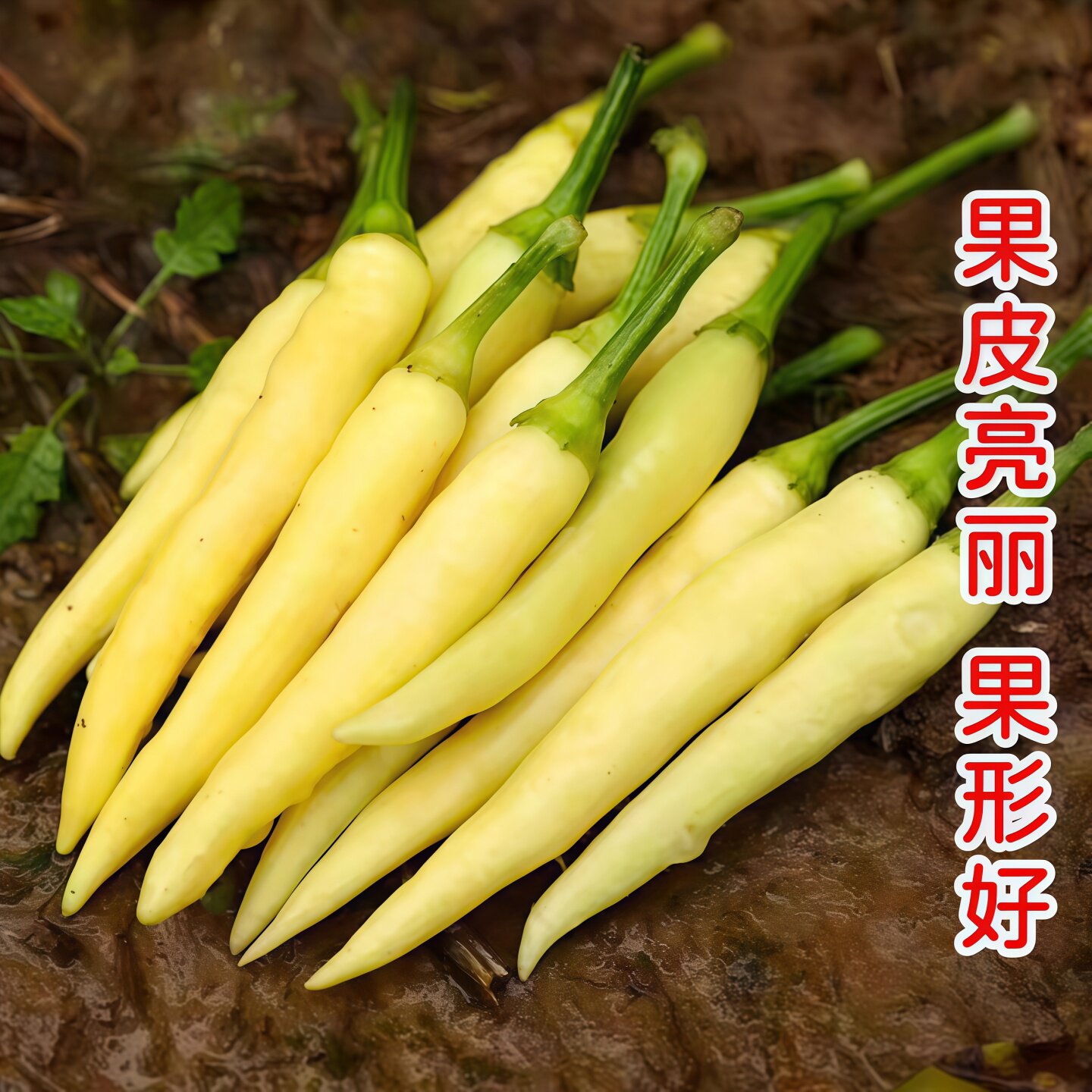 白小米椒苗辣椒苗秧玉指小米辣泡椒野山椒幼苗春秋阳台盆栽蔬菜苗