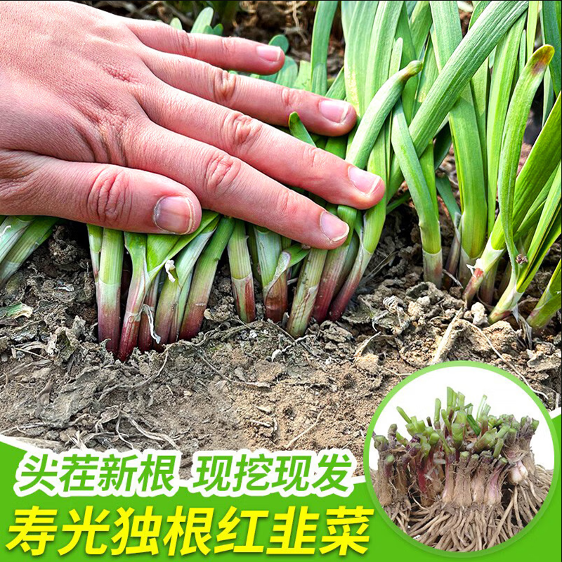 韭菜根苗紫根红根带土蔬菜宽叶大叶独根红韭菜根种籽子种子盆栽苗