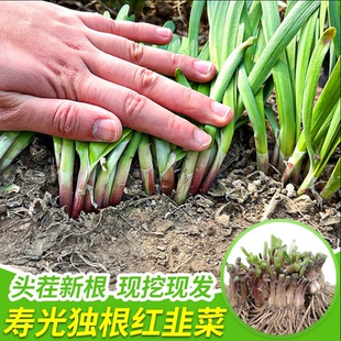 韭菜根苗紫根红根带土蔬菜宽叶大叶独根红韭菜根种籽子种子盆栽苗