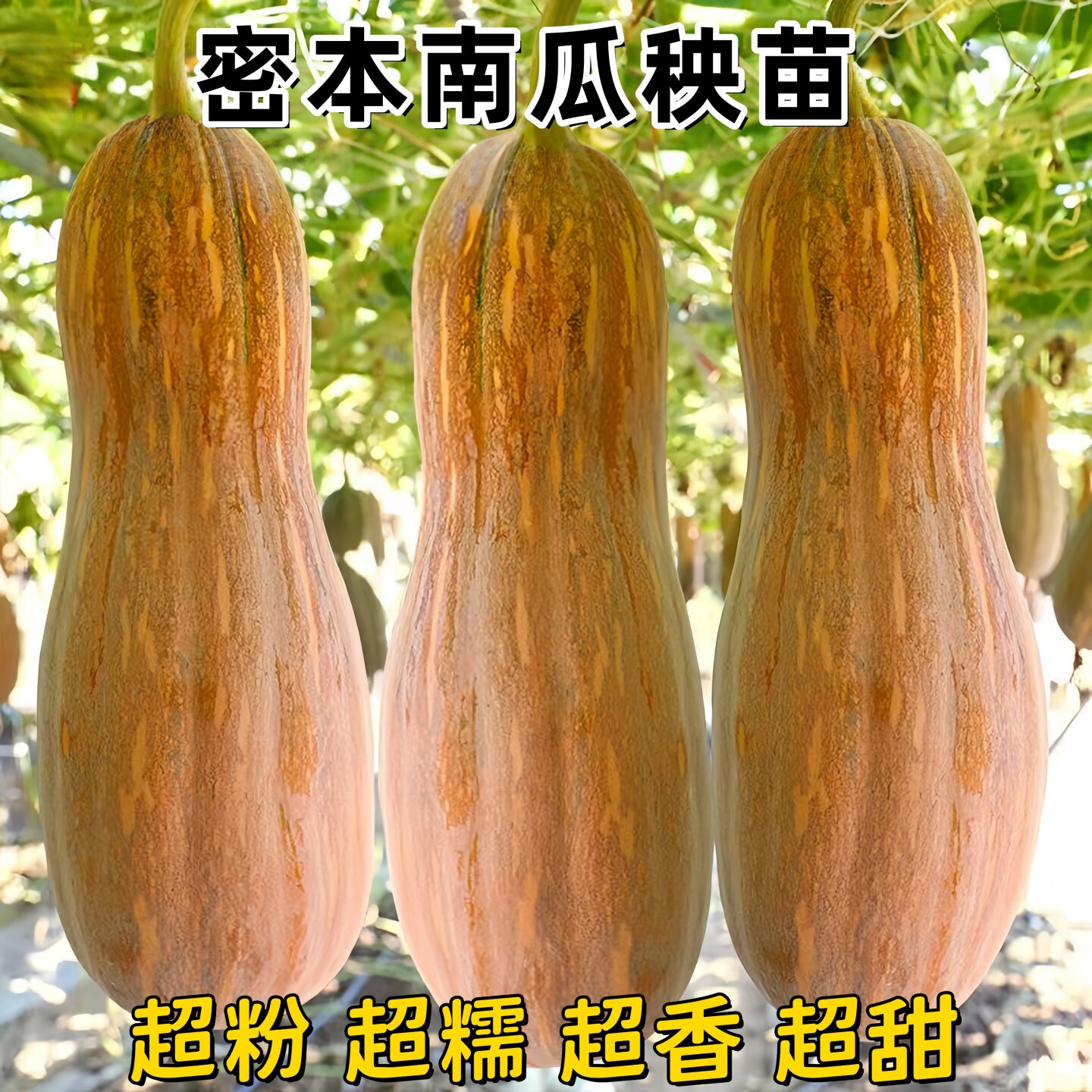 老品种密本南瓜苗秧苗高产抗病易成活粉苗甜糯板粒绿贝贝南瓜种子