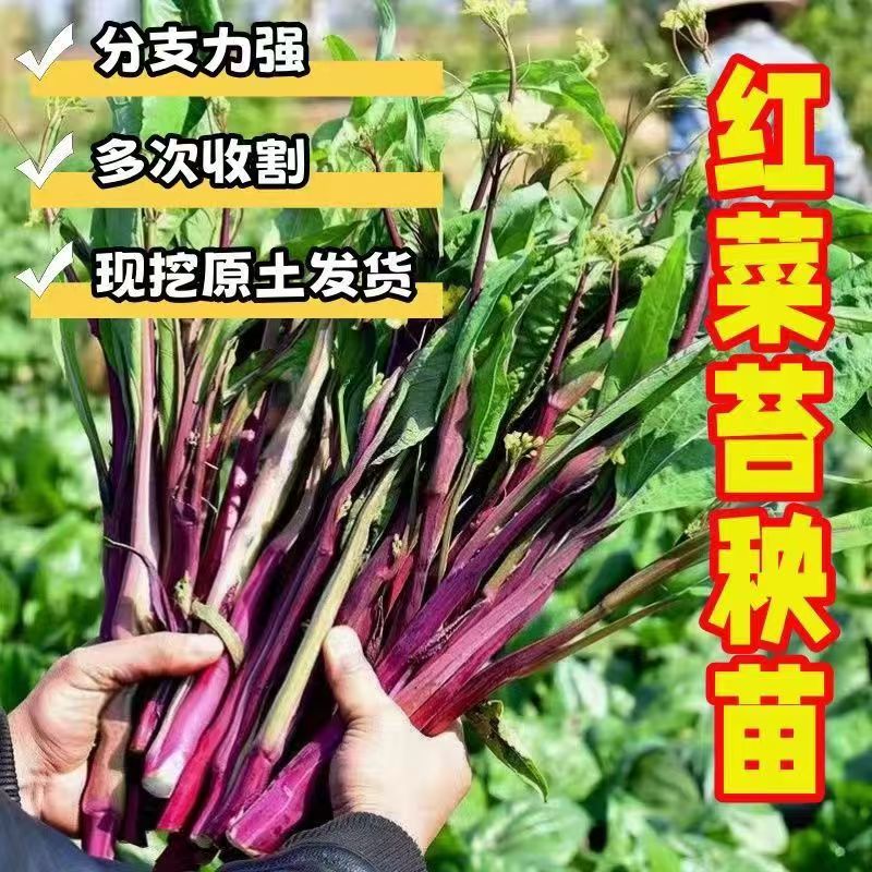 红菜苔苗秧苗四季蔬菜苗