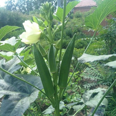 水果秋葵种苗秧黄秋葵红秋葵种籽苗多年生蔬菜高产盆栽蔬菜种子