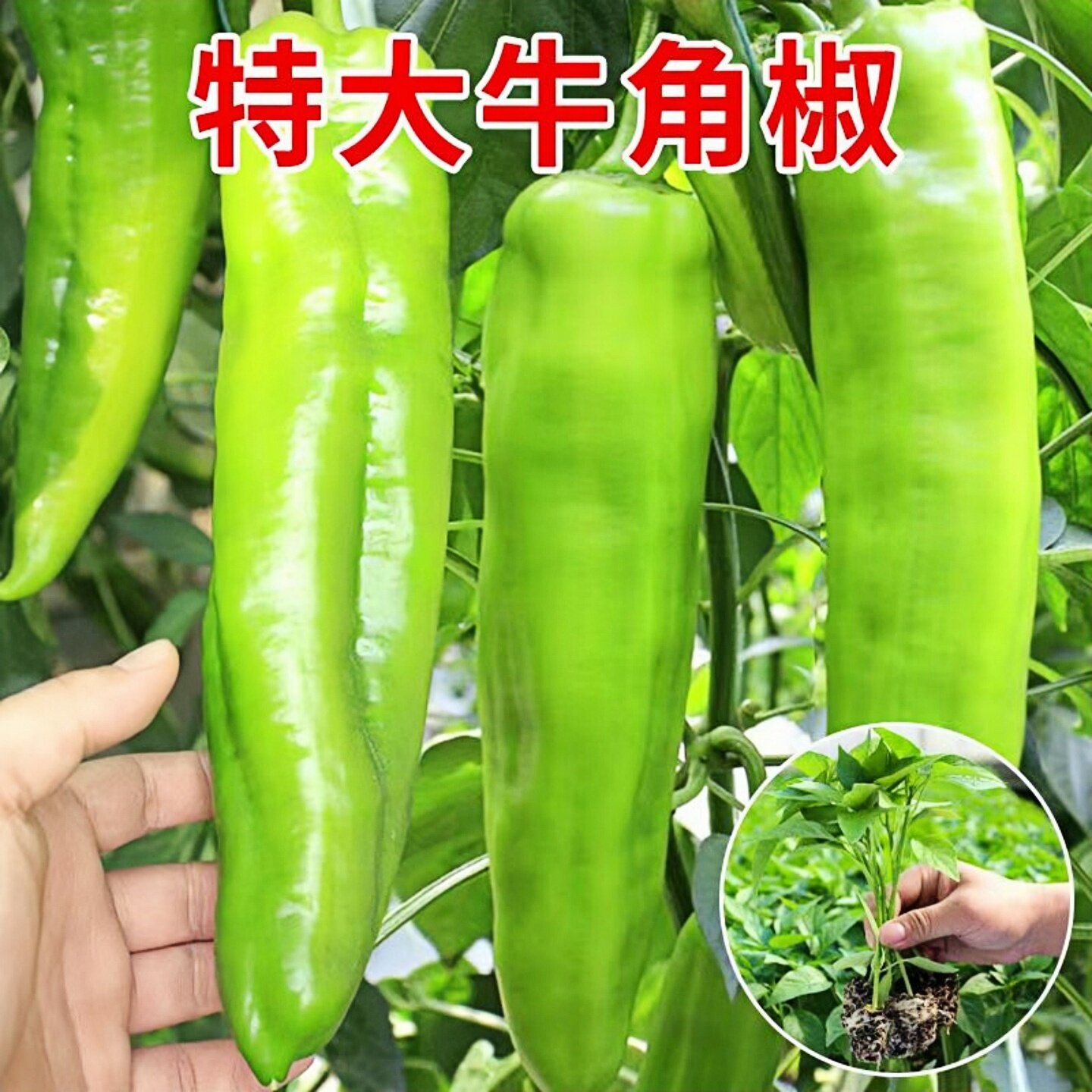 大果牛椒苗辣椒苗牛角椒苗大果牛角椒种苗早熟高产辣椒苗微辣南方